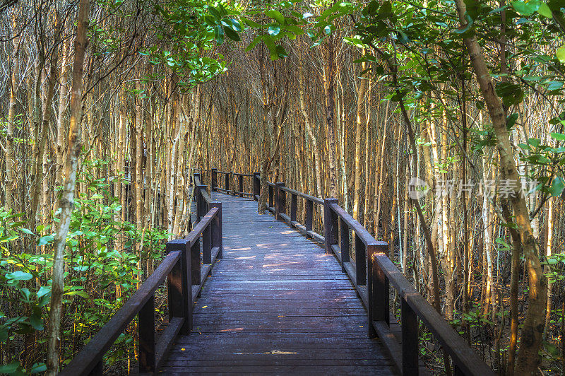在红树林里的木桥步行道，泰国的Prachuap Khiri Khan。